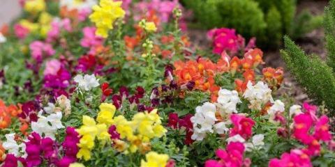 Lví zev (50 fotek): metody chovu, výsadby a výsadby